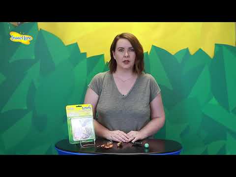 Butterfly Life Cycle Figurines