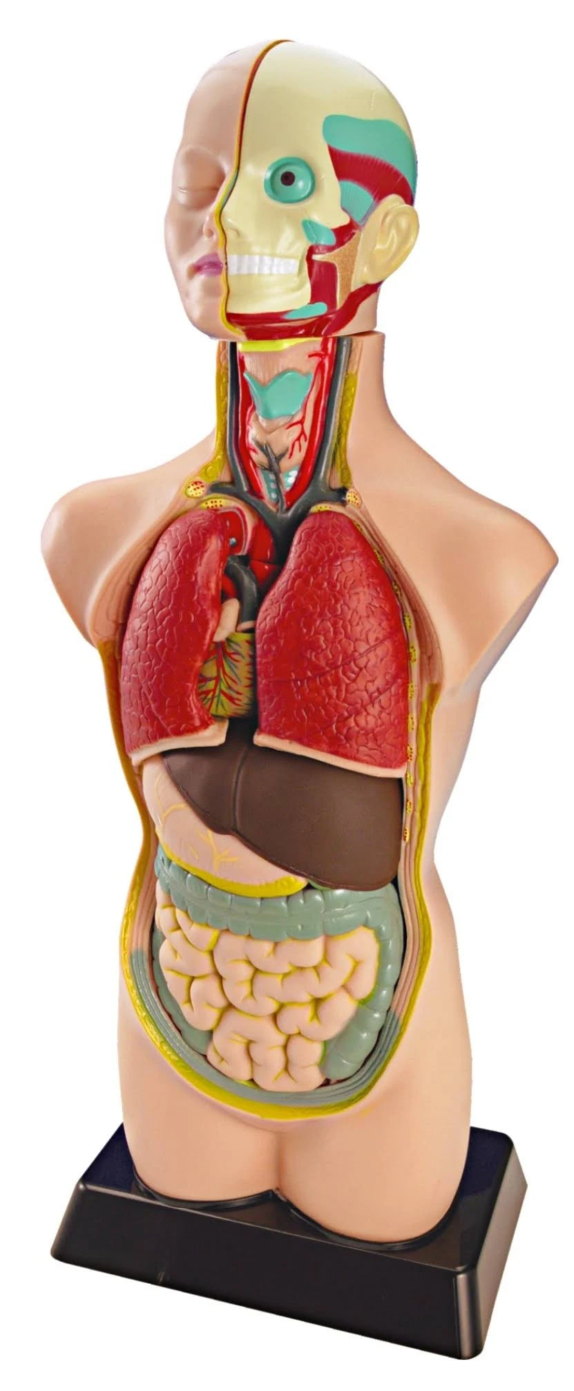 Miniland Anatomy Set in Case - 11 Pieces