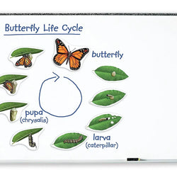 Giant Magnetic Butterfly Life Cycle