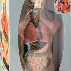 Miniland Anatomy Set in Case - 11 Pieces