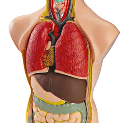 Miniland Anatomy Set in Case - 11 Pieces