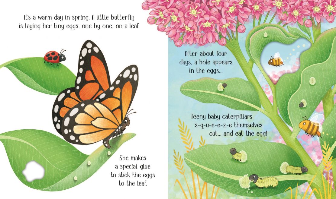One Little Butterfly Usborne Life Cycles