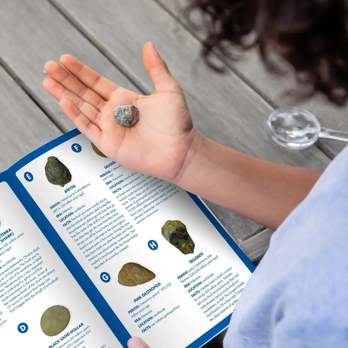 Geosafari Fossil Excavation Kit