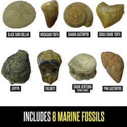 Geosafari® Fossil Excavation Kit