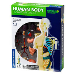 Human Body Anatomy Model